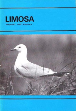 limosa 62.4 1989