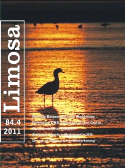 limosa 84.4 2011